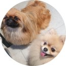 성남애견카페 애견호텔 애견유치원도 가능한 &#39;멍브로&#39;
