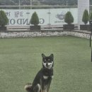 [정보]신정호 애견동반카페 윈터커피 내돈내산 후기