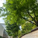 [연휴 일기] 2025 청계천 연등축제, 광화문광장 부처님오신날 행사 후기