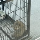 견생일기 | 경주동물사랑보호센터 입양후기 달수의 견생일기