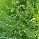 불광천6 이미지