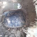 운석농장 이미지