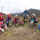 지리산 약초