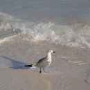 물새
