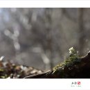 박가분주
