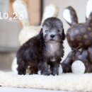 퍼피로운 이미지