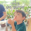 유포리목장 | 춘천 아기랑 아이랑 카페 - 돌담카페 (대형카페, 실내 온실 식물원, 농장체험 feat. 유포리막국수)