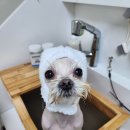 애플스파 이미지