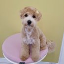 멍멍플라워 이미지