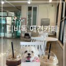 디비독잔디