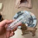 다녀올개 이미지