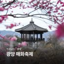 [일원3] 테마 여행 100선 | 2026 광양 매화축제 기간 전남 광양매화마을 실시간 개화 상황