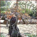 나무와 돌 이미지