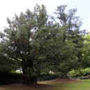 성내리 비석군 이미지