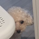 노랑통닭구래점 | 부주상골 수술 후기 시작부터 6개월차 보험금청구까지 끝