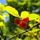 손녀 첫돌(26/06/06, Rosa(장미) / La Oreja de Van Gogh) 이미지
