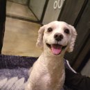 애견호텔 개인 이미지