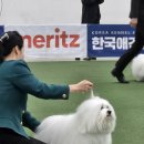 꼬똥몽드 이미지