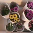 다다플라워 이미지