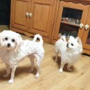 똥강아지 이미지