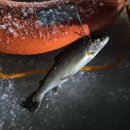 나눔내과의원 | [강원/화천] 산천어축제 2026 다녀온 후기, 야간낚시 사전예약 선등거리