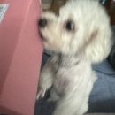 왔다마트 | ̊₊✯͡팝마트 댓글이벤트 당첨 후기⋰˚☆몰리가 왔다!!