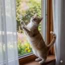 광주018 | 광주 남구 방림동 오네뜨 아파트 방충망 교체 후기｜고양이 키우는 집