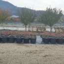 호국농장 이미지