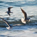 부산갈매기 이미지