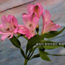 꿀맛돼지 이미지