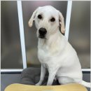 양촌애견 이미지