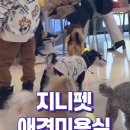 지니펫 애견미용실 이미지