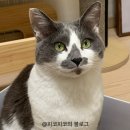 한국반려묘협회 | [🐈‍육묘일기]춘장이의 마음 속 고향 : 한국고양이보호협회 유기묘 입양 후기