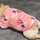 아메리칸 불리 하우스 이미지