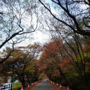 약수천 | 고즈넉한 천년 고찰과 어우러진 붉은 비단을 펼쳐놓은 듯한 장관을 이루는 백양사의 애기단풍