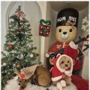 리본반려견 유치원 | 광안리애견호텔 부산 강아지의 천국, 자매가 운영하는 애견호텔 후기