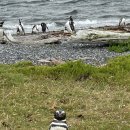 인도로가는길 | 인도로 가는 길 남미 여행 23일차: 우수아이아: 비글해협투어