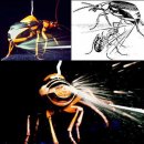 최강의 방어술을 가진 벌레 - 폭격수딱정벌레 이미지