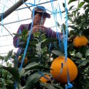 설날 선물 추천 🍊 당도 높은 가온 처리 제주 한라봉, 건강과 정성을 담았습니다!