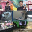 동물농장 이미지