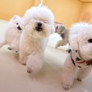 시우스쿨링 대화 이미지