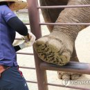 코끼리유통 이미지