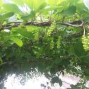 금수농장 이미지