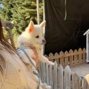 개인의 공간, 쉼. | 영월 쉼오지캠프 산 사이트 애견동반 후기