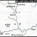 울진소나무 이미지