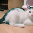 너와나,묘연 이미지