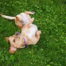 도그스퀘어 이미지