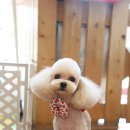 master grooming 이미지