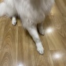 미용할개 이미지