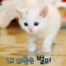 미묘 이미지